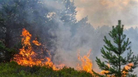 İ­z­m­i­r­­d­e­ ­o­r­m­a­n­ ­y­a­n­g­ı­n­ı­ ­o­r­m­a­n­l­ı­k­ ­a­l­a­n­a­ ­s­ı­ç­r­a­d­ı­ ­-­ ­Y­a­ş­a­m­ ­H­a­b­e­r­l­e­r­i­